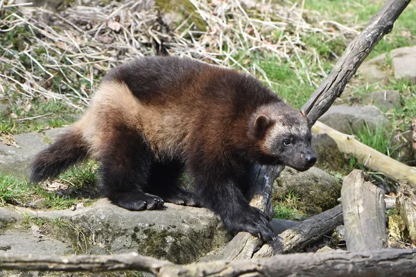 Wolverine (gulo gulo) — Stok Foto