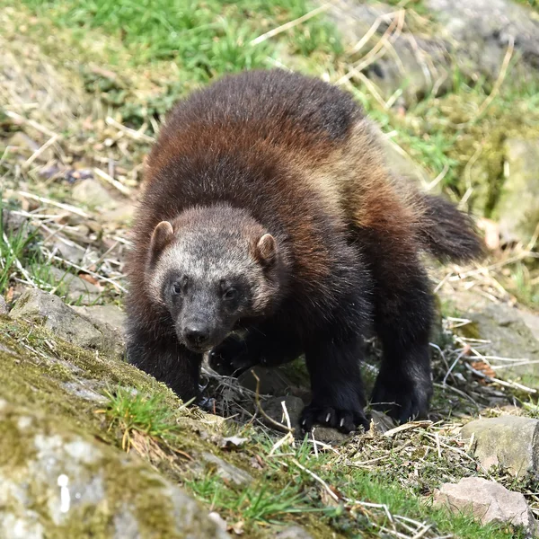 Rosomak (gulo gulo) — Zdjęcie stockowe