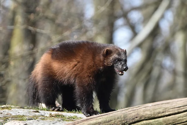 Vielfraß (Gulo gulo)) — Stockfoto