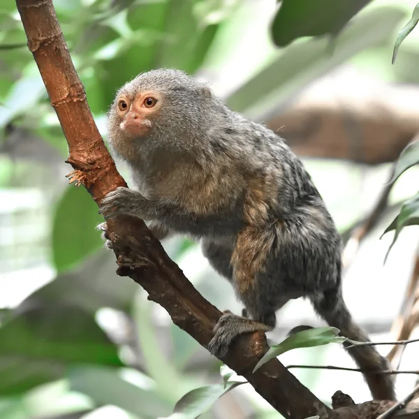 侏儒狨猴 (Cebuella 矮) — 图库照片