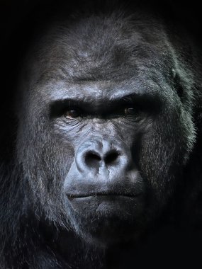 Batı goril (Gorilla goril)