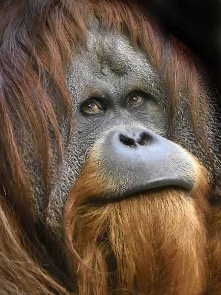 Sumatra orangutan (Pongo abelii) — Stok fotoğraf