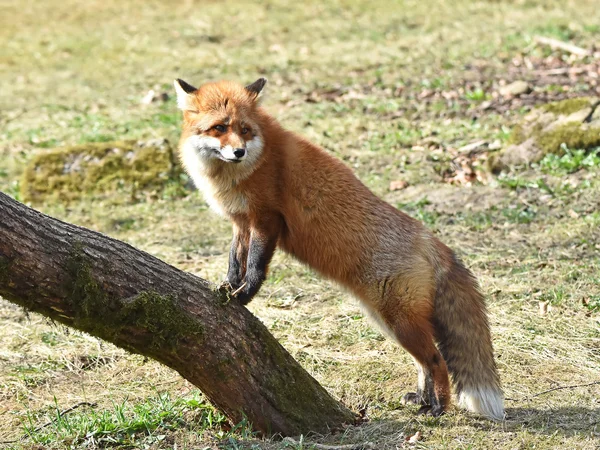 Red fox (Vulpes vulpes) — Stock Photo, Image
