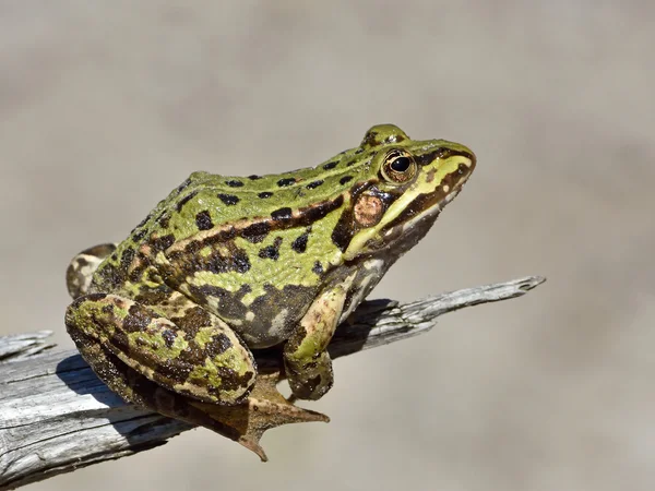 Jedlá žába (Pelophylax kl. esculentus) — Stock fotografie