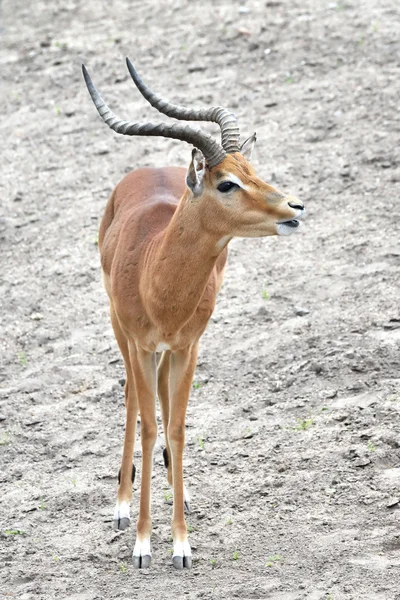 Impala (aepyceros Μελάμποδας) — Φωτογραφία Αρχείου