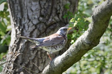fieldfare (turdus pilaris)