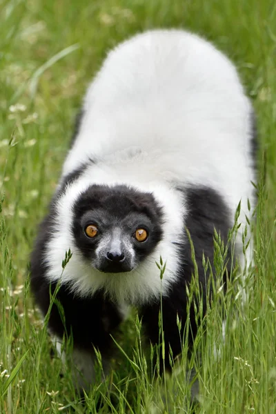 Svart och vit ruffad lemur (Varecia variegata) — Stockfoto