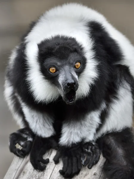 Lémur con volantes blanco y negro (Varecia variegata) — Foto de Stock