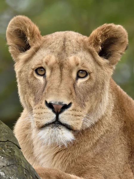 Løve (Panthera leo) - Stock-foto