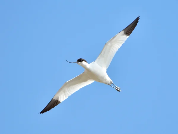 Pied Avocet (Recurvirostra Avosetta)) — Stockfoto