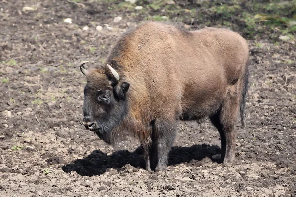 Bison d'Europe (Bison bonasus)) — Photo