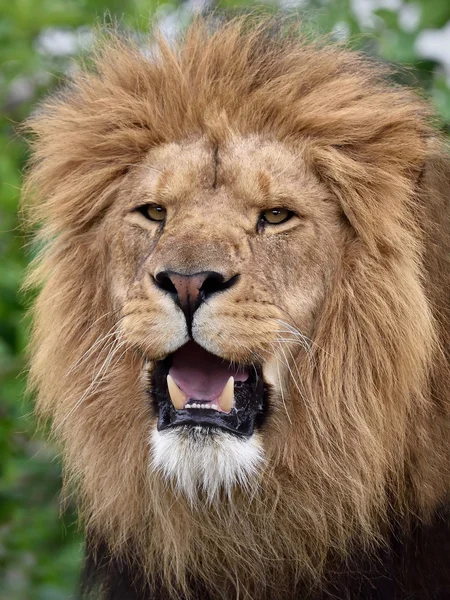 Lev (Panthera leo) — Stock fotografie