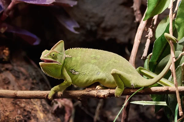 덮인된 카멜레온 (chamaeleo calyptratus) — 스톡 사진