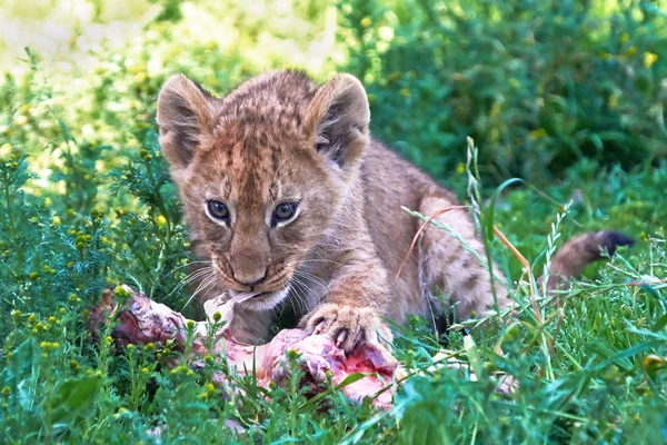 Leão (Panthera leo) — Fotografia de Stock