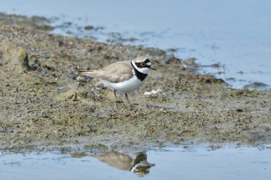 küçük halkalı yağmurkuşu (charadrius dubius)