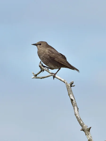 Běžný špaček (Sturnus vulgaris) — Stock fotografie