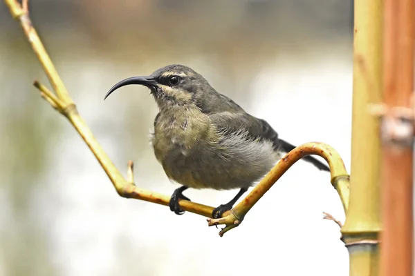 Bronze Sunbird (Nectarinia kilimensis) — Stock Photo, Image