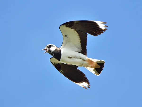 Northern Lapwing (Vanellus vanellus) — Stock Photo, Image