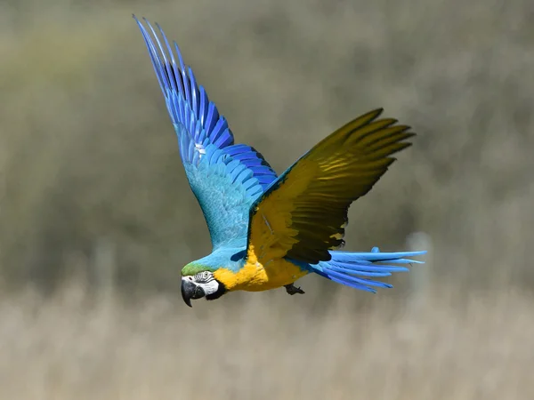 Blue and yellow Macaw (Ara ararauna) — Stock Photo, Image