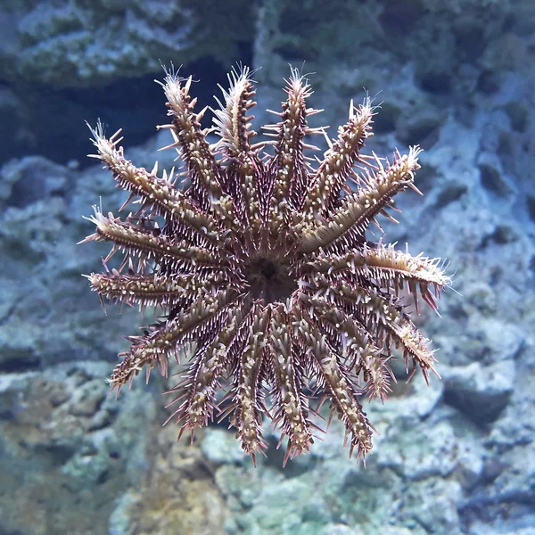 Estrella de mar de corona de espinas (Acanthaster planci ) — Foto de Stock