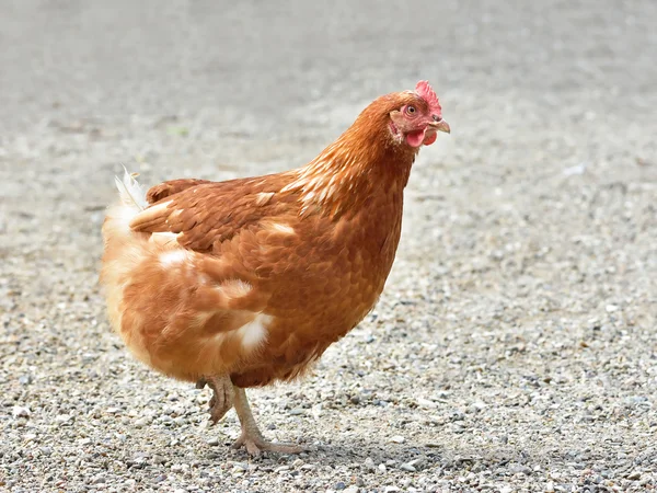 Kurczak (Gallus gallus domesticus) — Zdjęcie stockowe