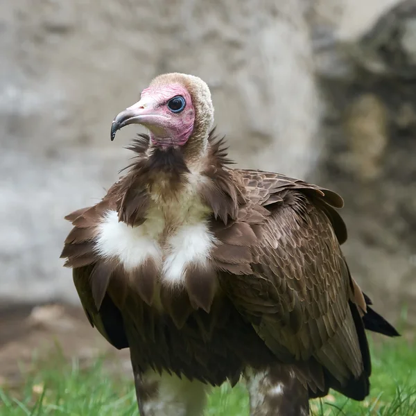 Kukuletalı akbabası (necrosyrtes monachus) — Stok fotoğraf