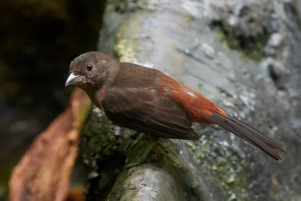 Braziliaanse tangare (ramphocelus bresilius) — Stockfoto