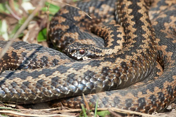 Zmije obecná (vipera berus) — Stock fotografie