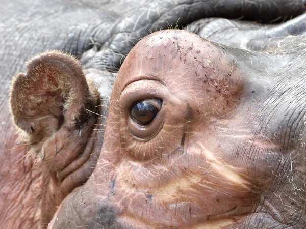 Nijlpaard (nijlpaard amphibius) — Stockfoto