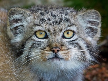 Pallas kedisi (Otocolobus manul)
