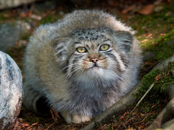 Pallas-Katze (otocolobus manul)) — Stockfoto