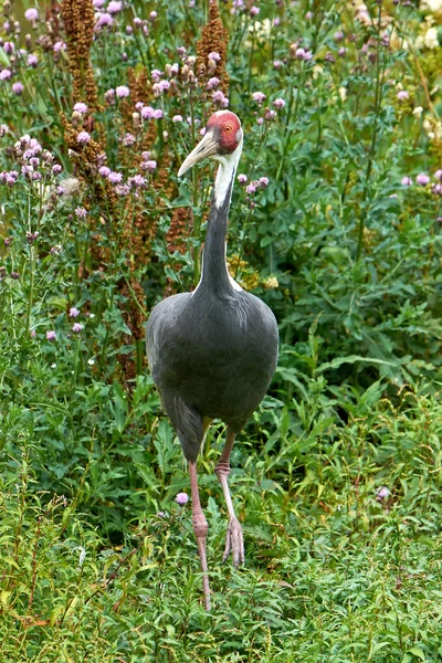 Żuraw biały (grus vipio) — Zdjęcie stockowe