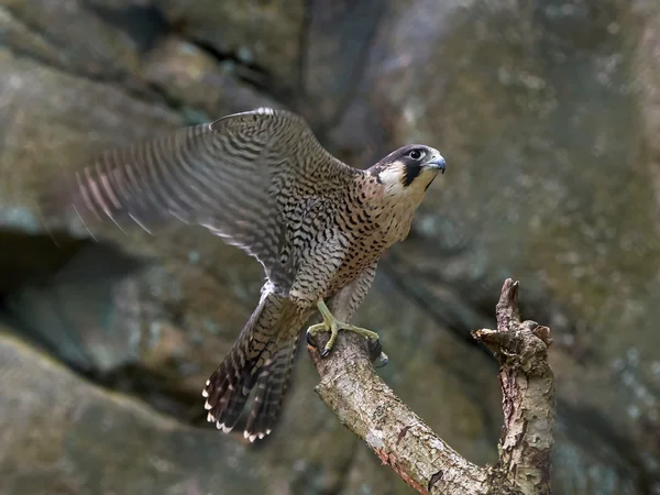 Halcón peregrino (falco peregrinus) — Foto de Stock