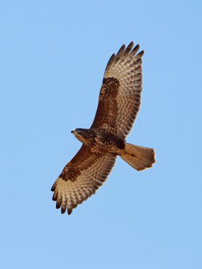 yaygın akbaba (Buteo buteo)