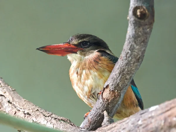 Kingfisher de cabeça cinzenta (Halcyon leucocephala ) — Fotografia de Stock