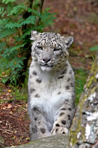 Schneeleopard (Panthera uncia)) — Stockfoto