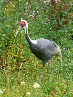 beyaz peçeteli vinç (grus vipio)