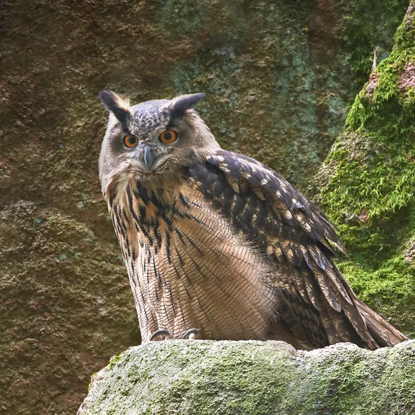 Eurasiatisk örnuggla (Bubo bubo)) — Stockfoto