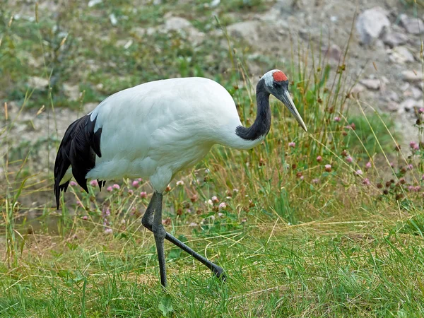 Grúa de corona roja (Grus japonensis ) —  Fotos de Stock