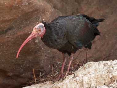 Kuzey kel Ibis (geronticus eremita)