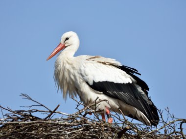 White Stork (Ciconia ciconia) clipart