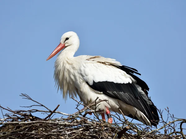 Stockfotos Storch Bilder Stockfotografie Storch Lizenzfreie Fotos Depositphotos