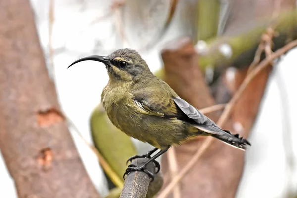 Pássaro-de-sol (Nectarinia kilimensis ) — Fotografia de Stock