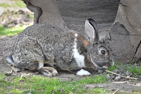 Domestic rabbit (Oryctolagus cuniculus) — Stock Photo, Image