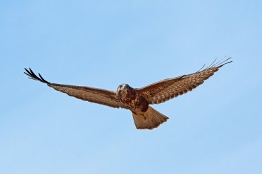 yaygın akbaba (Buteo buteo)
