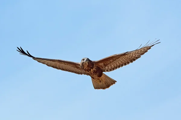 Common buzzard (Buteo buteo) — Stock Photo, Image