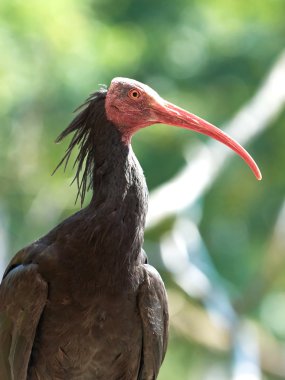 Kuzey kel Ibis (geronticus eremita)