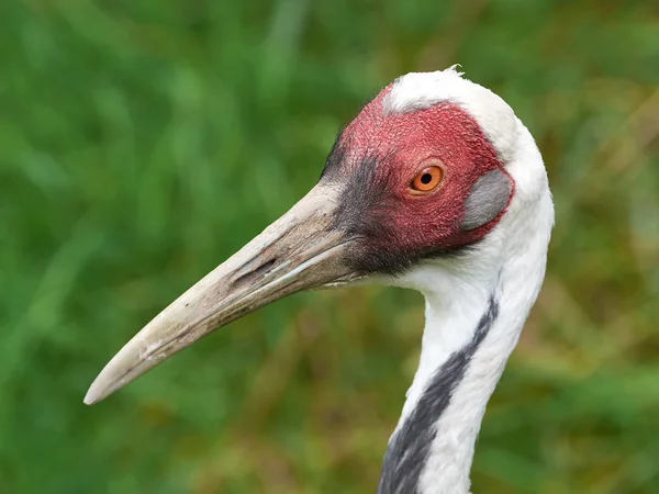 Guindaste-de-nuca-branca (Grus vipio ) — Fotografia de Stock