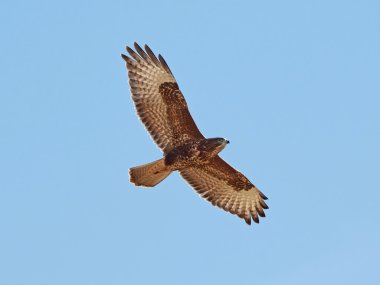 yaygın akbaba (Buteo buteo)