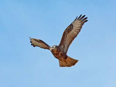 yaygın akbaba (Buteo buteo)